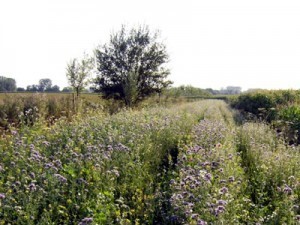 akkerranden